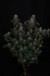 GG4 Feminised strain by Fast Buds