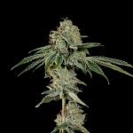 OG Hour strain by Wizard Trees