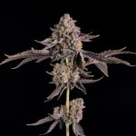 Happy Hour strain by Wizard Trees