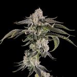 Gridlock strain by Wizard Trees