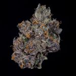 Grand Prixx strain by Wizard Trees