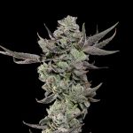 Cali Tings strain by Wizard Trees
