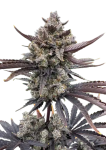Banana Purple Punch RF3 Auto by Fast Buds