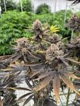 Banana Purple Punch RF3 Auto by Fast Buds