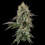 Seedsman Sour Diesel Feminised cannabis strain