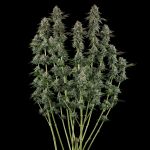 Seedsman Sour Diesel Feminised cannabis strain