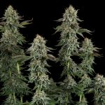 Seedsman Sour Diesel Feminised cannabis strain