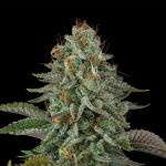 Seedsman Sour Diesel Feminised cannabis strain