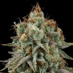 Seedsman Sour Diesel Feminised cannabis strain