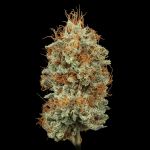 Seedsman Sour Diesel Feminised cannabis strain