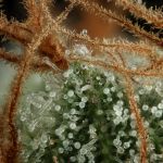 Seedsman Sour Diesel Feminised cannabis strain