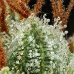 Seedsman Sour Diesel Feminised cannabis strain