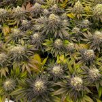 Green Crack cannabis strain from Seedsman