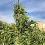 Green Crack cannabis strain from Seedsman