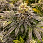 Green Crack cannabis strain from Seedsman