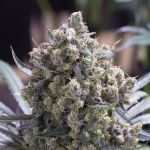 Green Crack cannabis strain from Seedsman