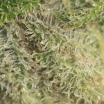 Green Crack cannabis strain from Seedsman