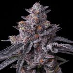 Zillions Feminised strain from Barney's Farm