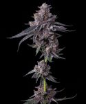 Zillions Feminised strain from Barney's Farm