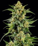 Skunk #1 Feminised strain from Barney's Farm