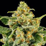 Skunk #1 Feminised strain from Barney's Farm