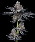 LFG Feminised strain from Barney's Farm