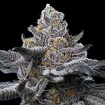 LFG Feminised strain from Barney's Farm