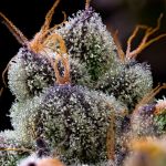 LFG Feminised strain from Barney's Farm