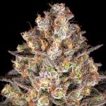 Hindu Kush Feminised strain from Barney's Farm