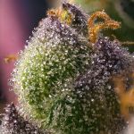 Hindu Kush Feminised strain from Barney's Farm