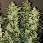 Zweet RBX2 Auto strain by Ethos Genetics