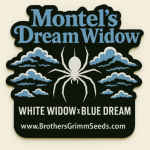 Montel's Dream Widow Feminised Collab Strain from Brothers Grimm