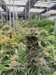 Cherry Cola RF3 Auto strain by Fast Buds