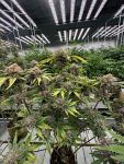 Cherry Cola RF3 Auto strain by Fast Buds