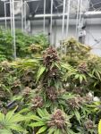 Cherry Cola RF3 Auto strain by Fast Buds
