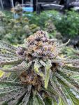 Cherry Cola RF3 Auto strain by Fast Buds