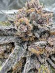 Cherry Cola RF3 Auto strain by Fast Buds