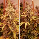 Pink Banana Runtz Ltd Edition by Dutch Passion