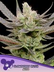 Glowberry Rush Auto Feminised strain by Anesia Seeds