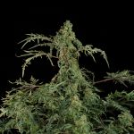 Freaky Fast F1 BX Regular strain by Doctor's Choice