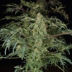 Freaky Fast F1 BX Regular strain by Doctor's Choice