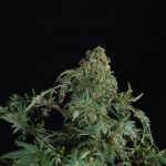 Freaky Fast F1 BX Regular strain by Doctor's Choice