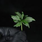 Crazy Bastard Fast Regular strain by Doctor's Choice