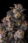 Rainbow Guavè Feminised strain from Compound Genetics