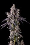 Mora Azul Feminised strain by Compound Genetics