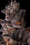 Lemon Cherry Pavé Feminised strain by Compound Genetics