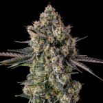 Zhampagne Feminised strain from Compound Genetics