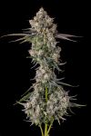 Zhampagne Feminised strain from Compound Genetics
