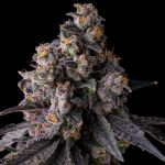 Rainbow Guavè Feminised strain from Compound Genetics