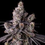 Mora Azul Feminised strain by Compound Genetics